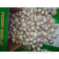 Crop 2019 Regular White Garlic